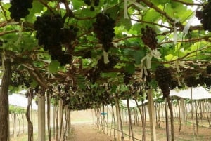 Wycieczka degustacyjna winnicy Khao Yai i wizyta w stadninie koni