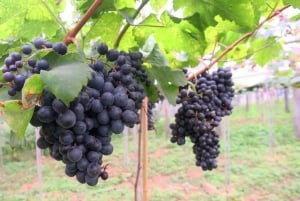 Wycieczka degustacyjna winnicy Khao Yai i wizyta w stadninie koni