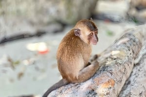 Phuket: Phi Phi Maya Bay & Khai Island Tour med snabb katamaran