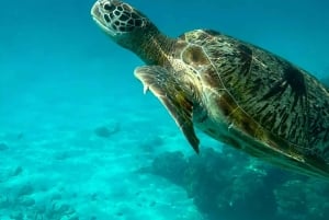 Phuket: Similansaarten snorklauspäiväkierros katamaraanilla