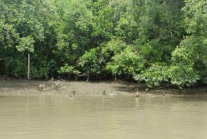 Bosque de manglares privado, mercado flotante y mercado ferroviario