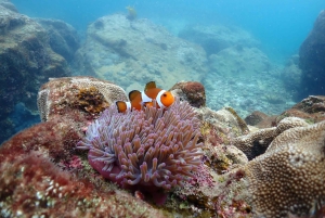 Snorkling som heldagsopplevelse fra Bangkok