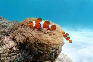 Snorkling som heldagsopplevelse fra Bangkok