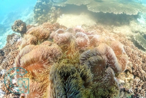 Snorkling som heldagsopplevelse fra Bangkok