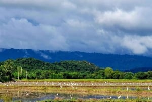 Cultural immersion: Thai cooking, rice farming, eco printing