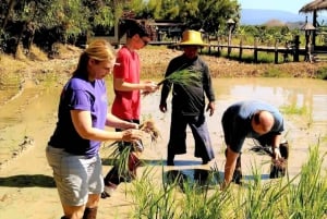 Cultural immersion: Thai cooking, rice farming, eco printing