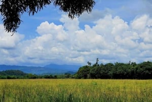 Cultural immersion: Thai cooking, rice farming, eco printing