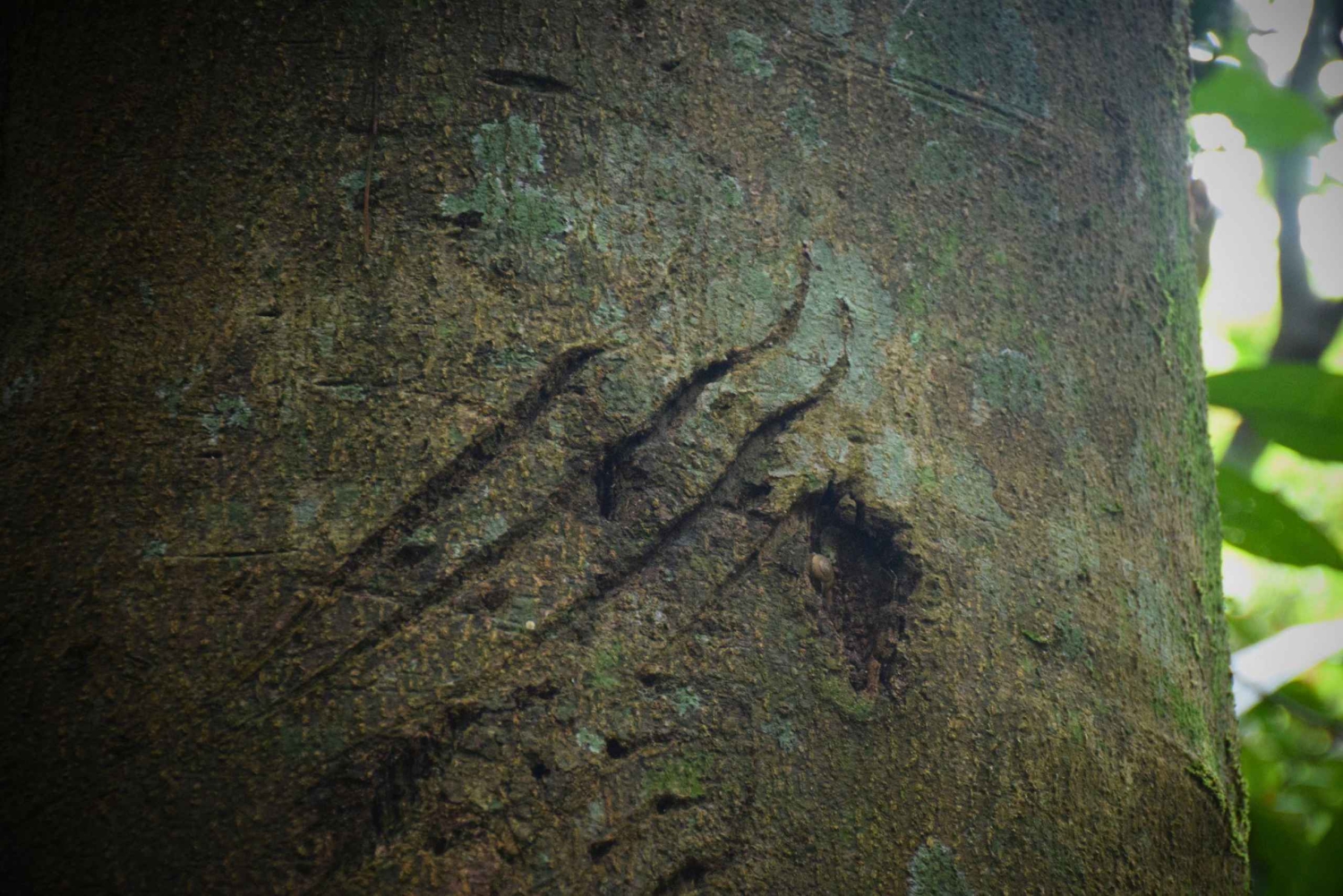 The Wilds: tour di 2 giorni con trekking e osservazione delle stelle a Khao Yai