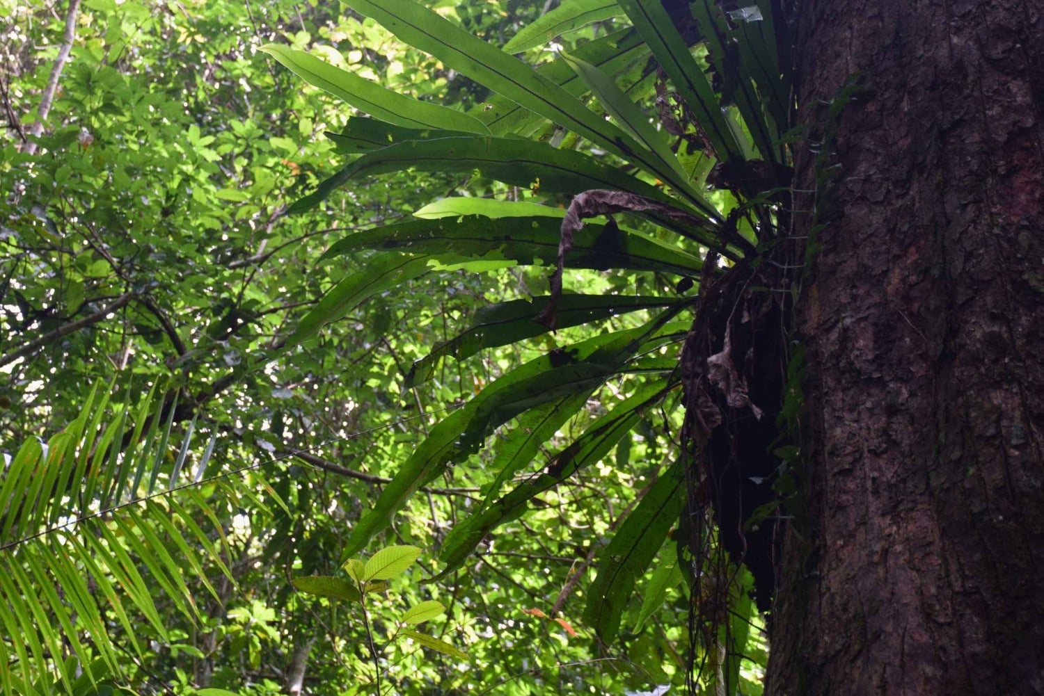 The Wilds: tour di 2 giorni con trekking e osservazione delle stelle a Khao Yai