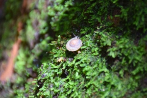 The Wilds: Khao Yai Trekking og Stargazing 2-dages tur