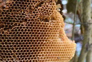 The Wilds: Khao Yai Trekking og Stargazing 2-dages tur