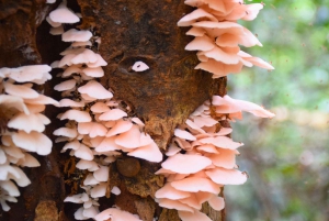 The Wilds: Khao Yai Trekking og Stargazing 2-dages tur