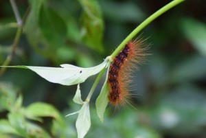 The Wilds: Khao Yai Trekking og Stargazing 2-dages tur