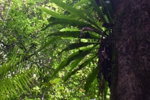 The Wilds: tour di 2 giorni con trekking e osservazione delle stelle a Khao Yai