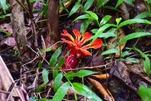 The Wilds: tour di 2 giorni con trekking e osservazione delle stelle a Khao Yai