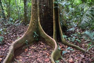 The Wilds: tour di 2 giorni con trekking e osservazione delle stelle a Khao Yai