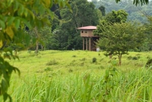 The Wilds: tour di 2 giorni con trekking e osservazione delle stelle a Khao Yai