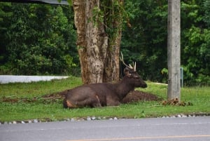 The Wilds: tour di 2 giorni con trekking e osservazione delle stelle a Khao Yai