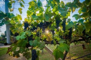 The Wilds: tour di 2 giorni con trekking e osservazione delle stelle a Khao Yai