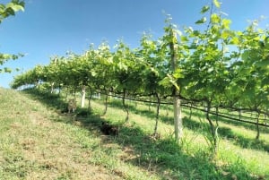 The Wilds: tour di 2 giorni con trekking e osservazione delle stelle a Khao Yai