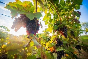 The Wilds: tour di 2 giorni con trekking e osservazione delle stelle a Khao Yai