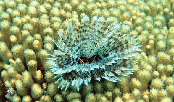 Featherduster Worm (Credit: Ramon Roach)