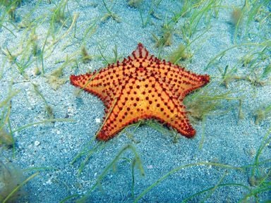 The West Indian Sea Star (Credit: Darren Browne)
