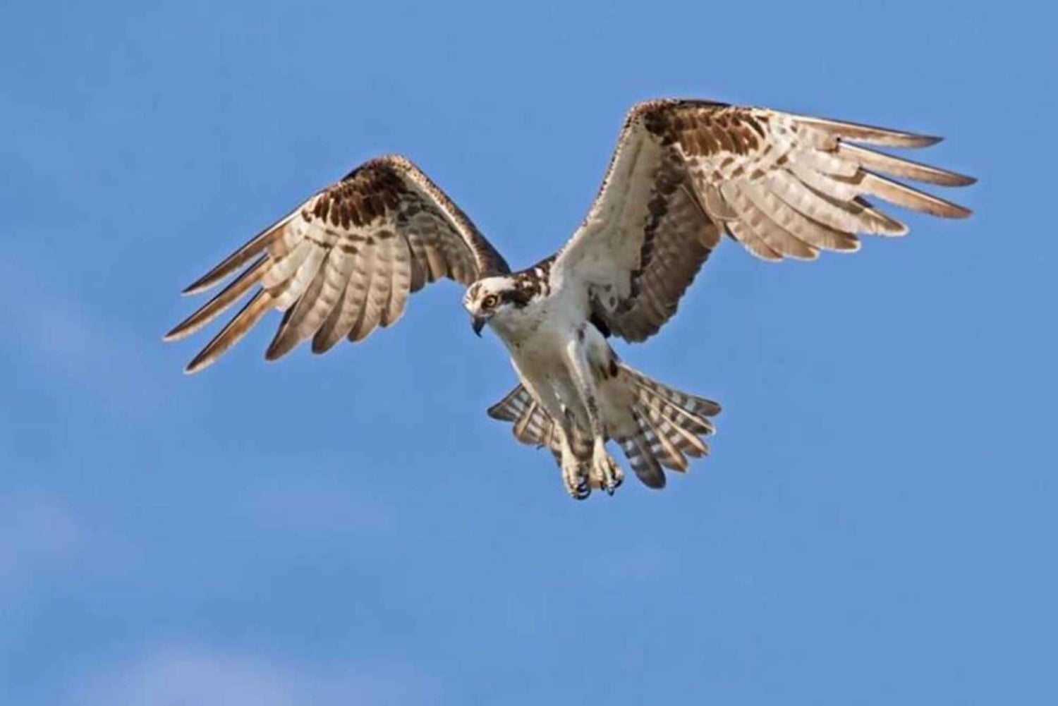 Barbados: Bird Watching Experience