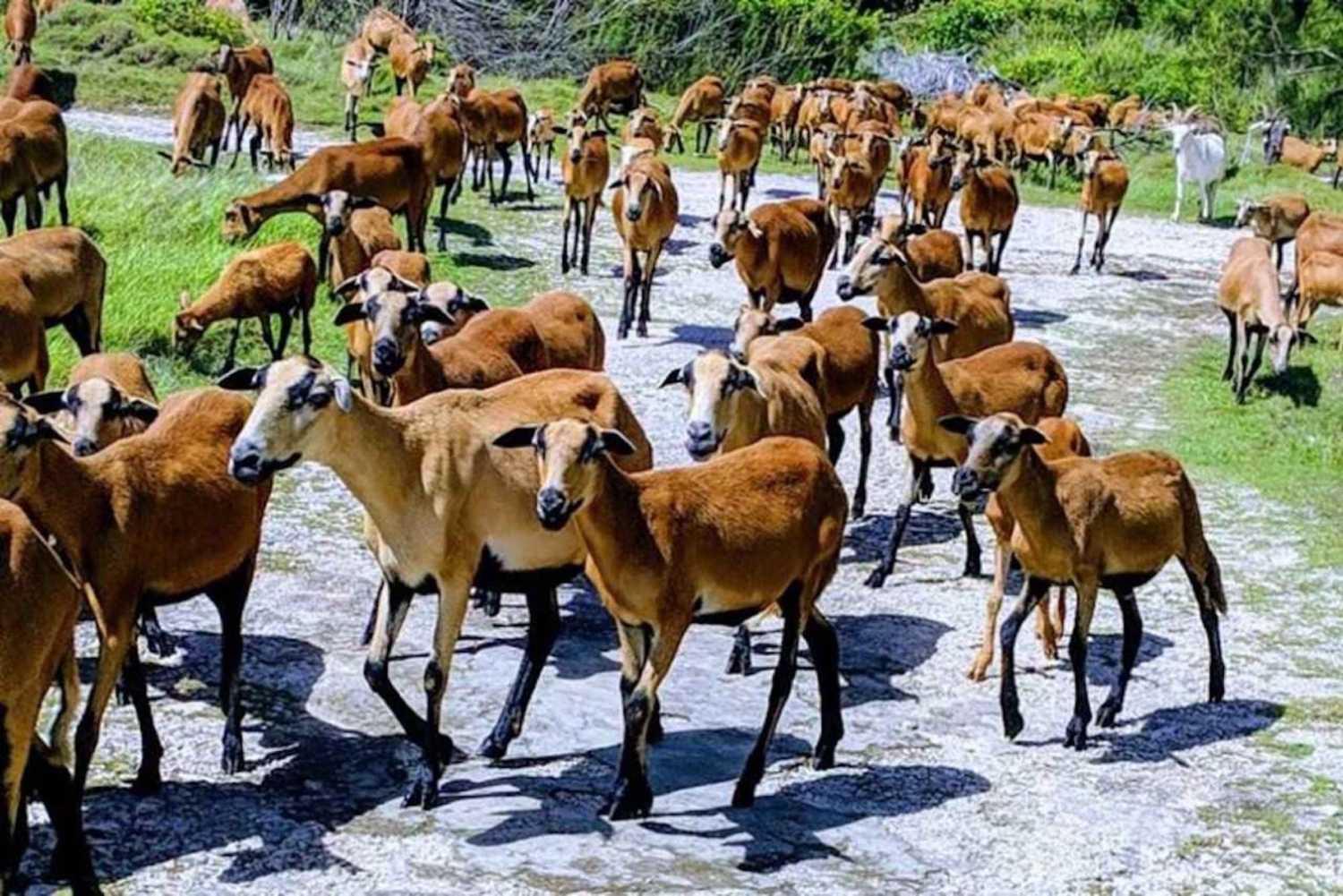 Barbados: Bird Watching Experience