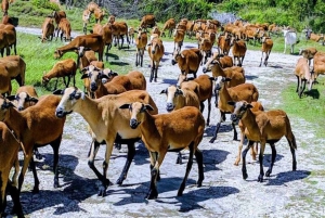 Barbados: Bird Watching Experience