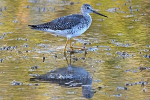 Barbados: Bird Watching Experience