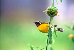 Barbados: Bird Watching Experience