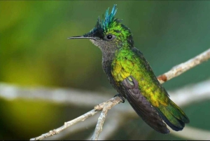 Barbados: Bird Watching Experience