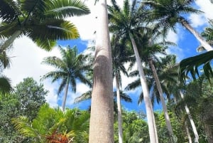 Barbade : Visite des jardins de Hunte, des ateliers d'artisans et de la plage