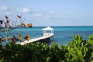 Barbados: Island Tour with Cave, Monkeys, and Boat Ride