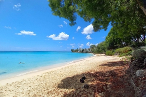 Barbados - Tour guiado panorámico privado