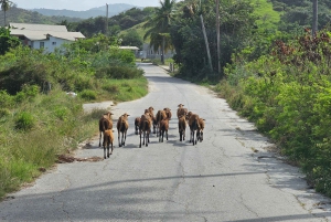 Barbados - Tour guiado panorámico privado