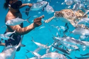 Barbados - en dag på stranden Snorkling, skeppsvraksäventyr och stranddag