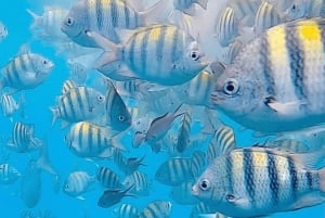 Barbados: Solnedgång, sköldpadda och skeppsbrottskryssning med snacks