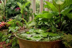 La Barbade : grotte de Harrison et jardins de Hunte