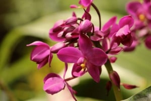 Barbados: Tour of Harrison's Cave & Hunte's Gardens