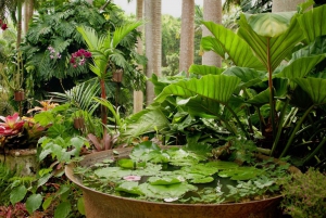 Barbados: Tour of Harrison's Cave & Hunte's Gardens