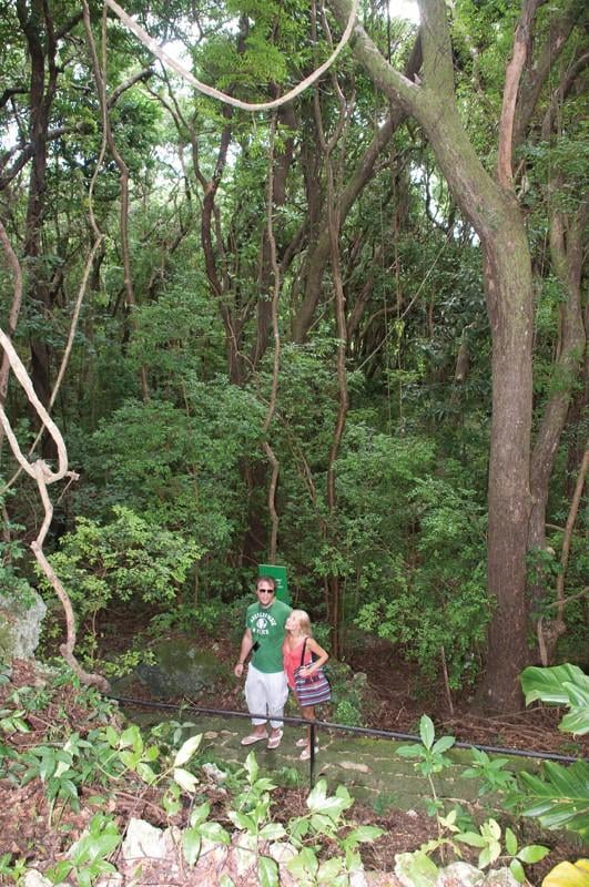 Barbados Wildlife Reserve and Grenade Hall Forest