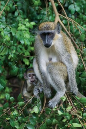 Monkey with baby at Barbados Wildlife Reserve