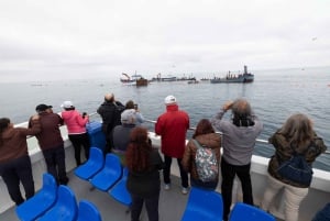 Barbate: Bootstour zur Almadraba von Conil (Thunfischfang)