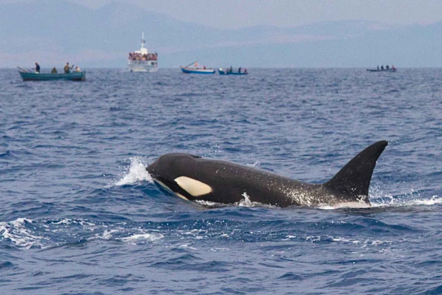 Барбате: наблюдение за дельфинами и китами у мыса Трафальгар