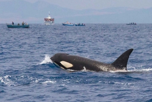 Barbate: obserwacja delfinów i waleni w Cape Trafalgar