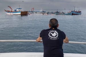 Barbate: obserwacja delfinów i waleni w Cape Trafalgar