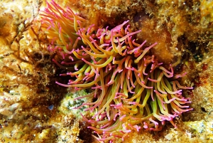 Barcelona: Costa Brava Kayak, Snorkel & Cliff Jump & Lunch