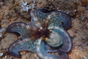 Barcelona: Wycieczka kajakiem i snorkeling na Costa Brava w małej grupie